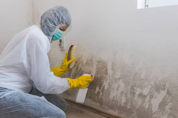 Home Mold Removal in Tyrone, PA