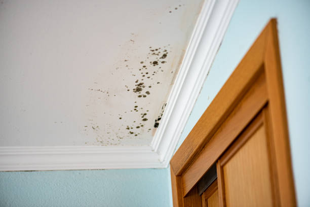 Best Mold Damage Repair  in Tyrone, PA