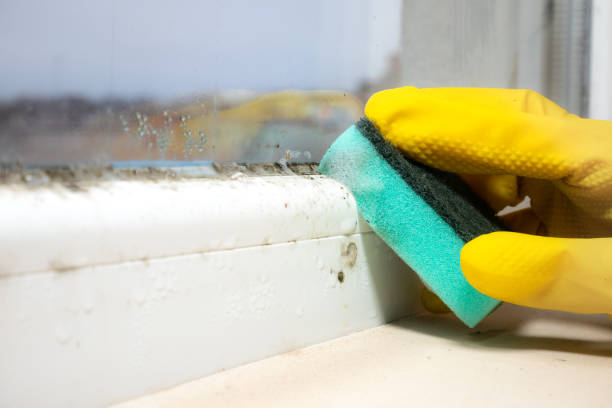 Best Same-Day Mold Removal  in Tyrone, PA