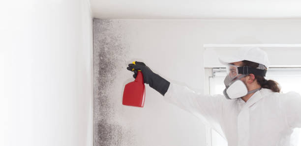 Best Local Mold Removal Service  in Tyrone, PA