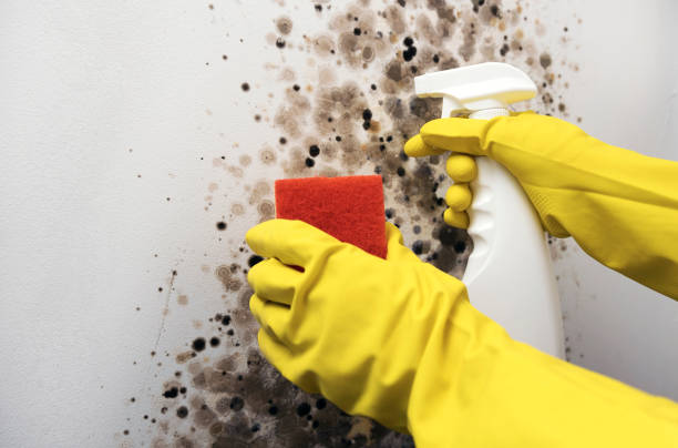 Best Mold Cleaning Services  in Tyrone, PA