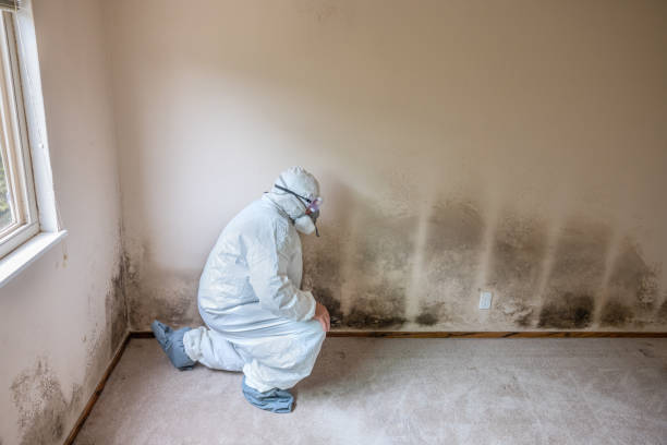 Best Mold Inspection  in Tyrone, PA