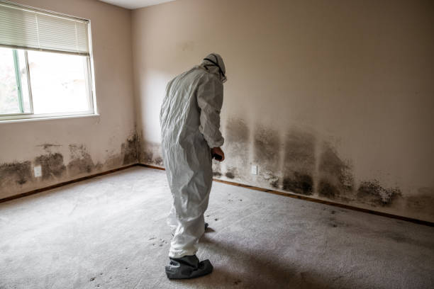 Best Black Mold Removal  in Tyrone, PA