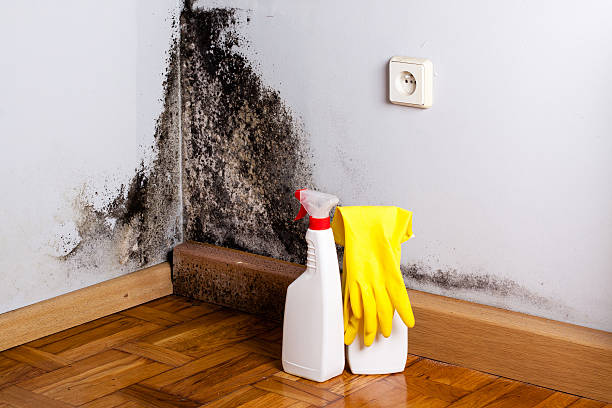 Best Home Mold Removal  in Tyrone, PA